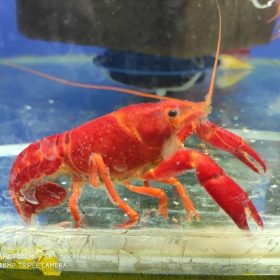 KEREVİT MEKSİKA,7-10 CM BOYUNDA 2 ADET GÖNDERİM YAPILIR