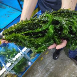 ELODEA 5-7 KÖK BİR BAĞ 20-30 CM ARASI