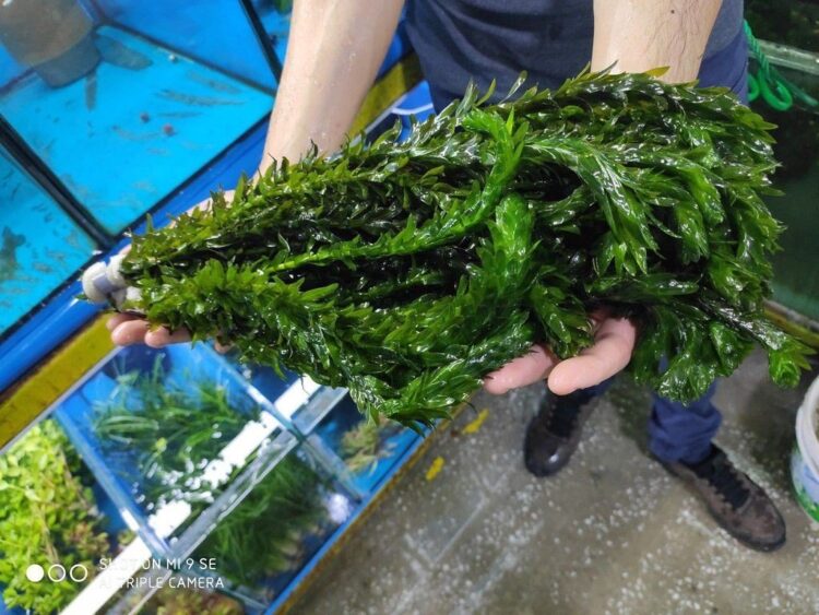 ELODEA 5-7 KÖK BİR BAĞ 20-30 CM ARASI - Görsel 1