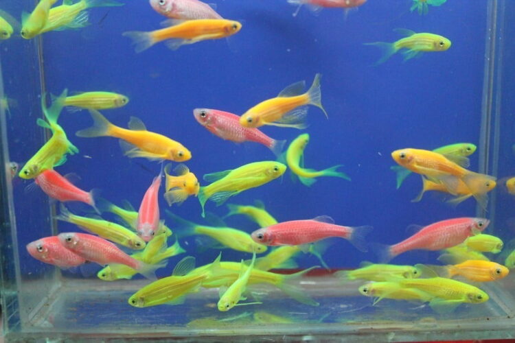 DANIO ZEBRA,10 ADET 2-3 CM ARASI RENGARENK - Görsel 1