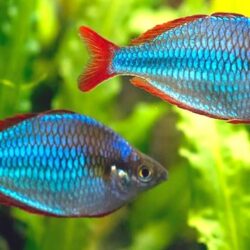 DRAFT NEON TETRA 3 CM CIVARI 3 ADET GONDERILIR SURU BALIĞI