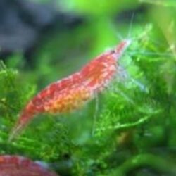 Kiraz Karides 10 Adet