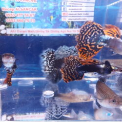 LEPİSTES MOZAİK BİG EAR FİL KULAK DAMIZLIK  4 ADET