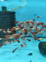 RED LEPİSTES RED BLOONDY DAMIZLIK 5 ERKEK 5 DİŞİ OLARAK GÖNDERİLİR