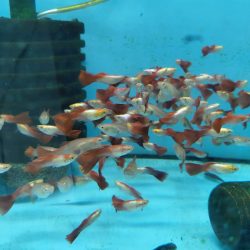 RED LEPİSTES RED BLOONDY DAMIZLIK 5 ERKEK 5 DİŞİ OLARAK GÖNDERİLİR