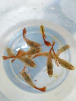 RED LEPİSTES RED BLOONDY DAMIZLIK 5 ERKEK 5 DİŞİ OLARAK GÖNDERİLİR - Görsel 2