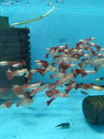 RED LEPİSTES RED BLOONDY DAMIZLIK 5 ERKEK 5 DİŞİ OLARAK GÖNDERİLİR - Görsel 4