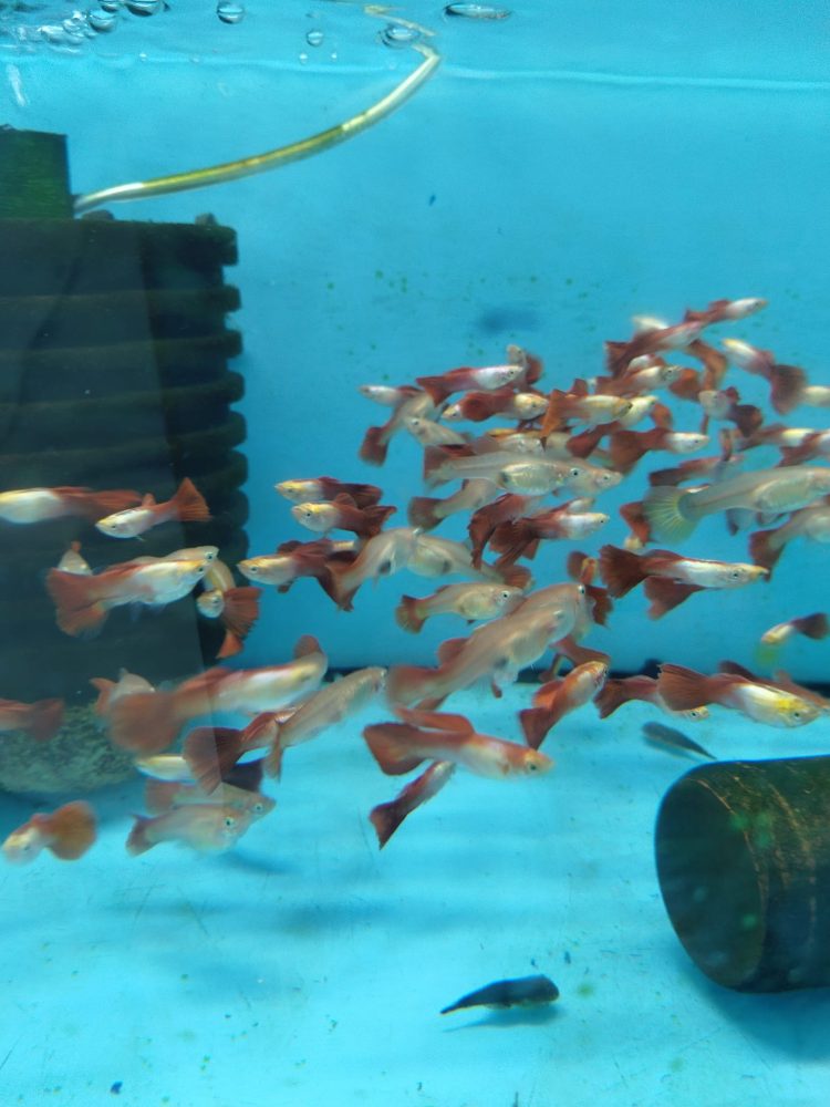 RED LEPİSTES RED BLOONDY DAMIZLIK 5 ERKEK 5 DİŞİ OLARAK GÖNDERİLİR - Görsel 4