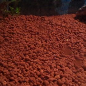 LAV KIRIĞI  1 KG İNCE KIRIM BİTKİLİ AKVARYUM İÇİN İDEAL.