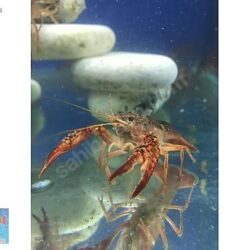 KEREVIT RENK 10-13 CM ARASI 2ADET ALIMDA 1ERKEK 1 DİŞİ GÖNDERİLİR