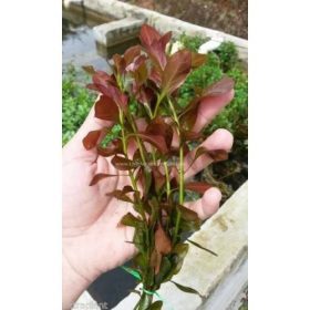 Ludwigia Diamond Kırmızı Gül 10-12 kök SAKSILI  DEV BOY CANLI AKVARYUM BİTKİSİ