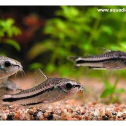 Akvaryum bitkileri için karidesler için mini piğme çöpçü 2 adet