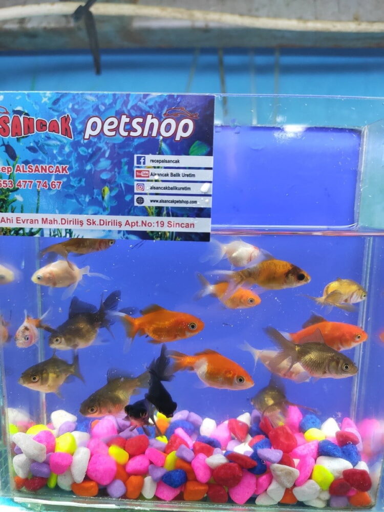 708b3b7e058b43d5b8cce132346ff3f0-1.jpg JAPON TÜL KUYRUK 3-4 CM ARASI 20 ADET KARGOLANILIR - Görsel 2