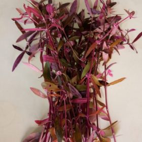 BORDO ALTERNETA 6-8 KÖK 15-20 CM UZUNLUGUNDA