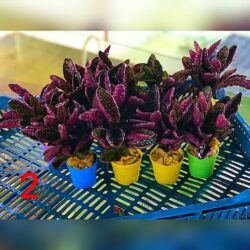 BORDO KALIN YAPRAK GÜL BİTKİSİ İTHAL