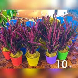 BORDO İNCE  YAPRAK GÜL BİTKİSİ İTHAL