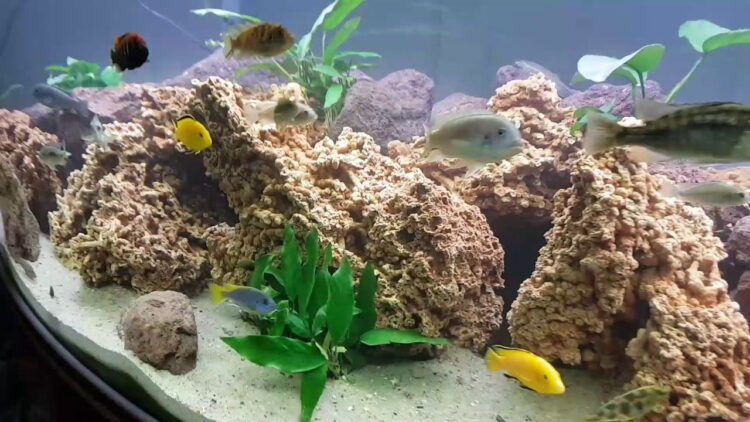 Akvaryum kayası makarna kaya 3 kg - Görsel 3