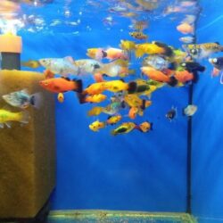 PLATİ BALIĞI 10 ADET 4 ERKEK 6 DİŞİ FİYATIDIR.