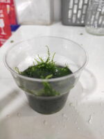 christmas MOSS bir bardak dolusu