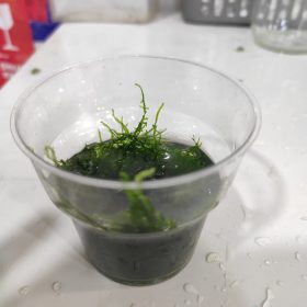 christmas MOSS bir bardak dolusu