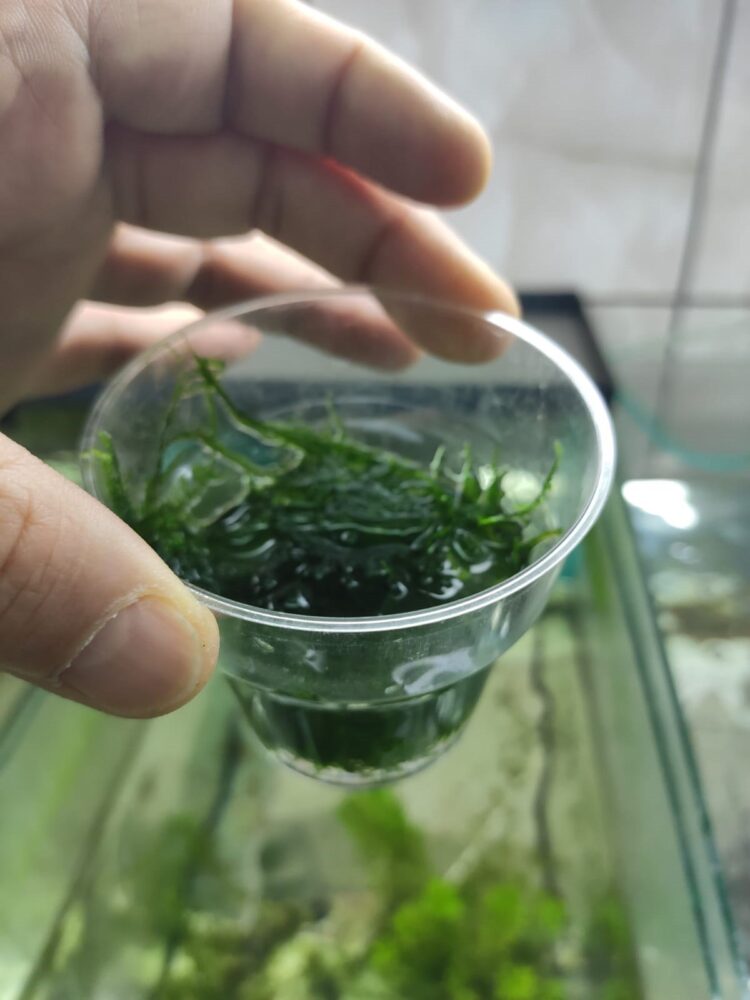 christmas MOSS bir bardak dolusu - Görsel 5