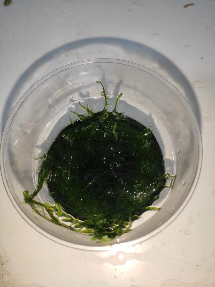 christmas MOSS bir bardak dolusu - Görsel 4