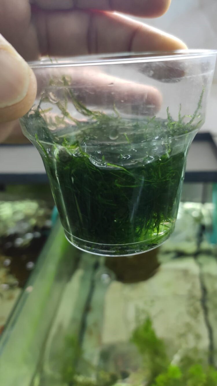 christmas MOSS bir bardak dolusu - Görsel 2