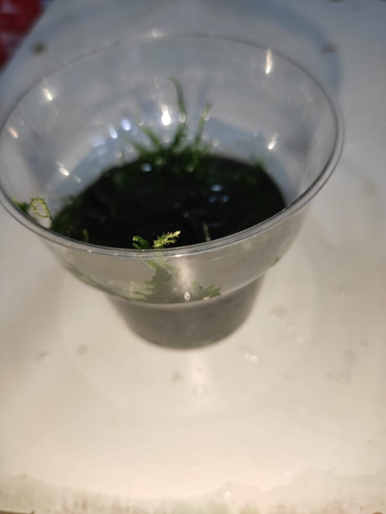 christmas MOSS bir bardak dolusu - Görsel 6