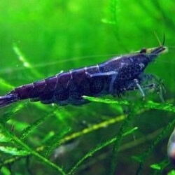 Mavi Melek Karides 10 Adet