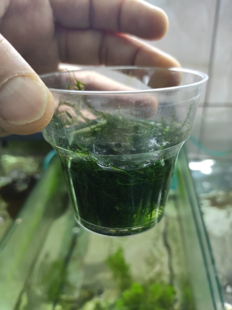 christmas MOSS bir bardak dolusu - Görsel 3