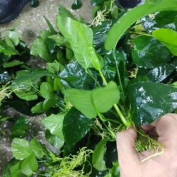 ANUBIAS BITKISI 3-4 YAPRAK 15-20  CM ARASI