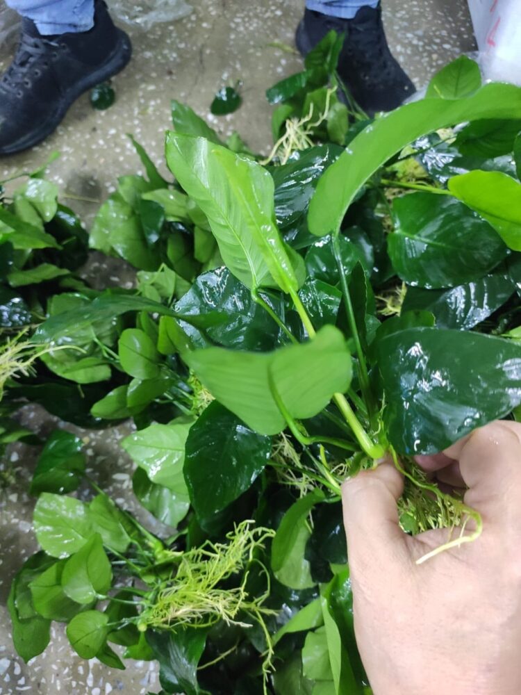 ANUBIAS BITKISI 3-4 YAPRAK 15-20  CM ARASI - Görsel 1