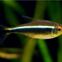 Siyah Black Neon Tetra 3 ADET OLARAK GÖNDERİLİR