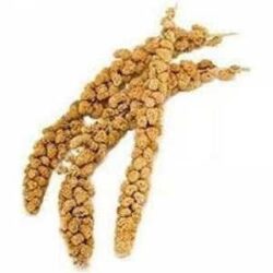 Doğal Darı Dalı 100 gr