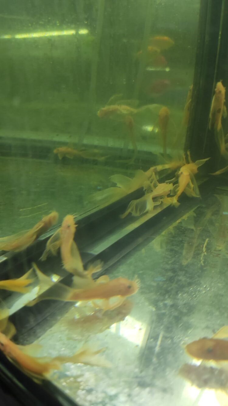 L 144 KIRMIZI GÖZ  ALBINO TÜL KUYRUK 4-5 CM 2 ADET GÖBDERİLİR - Görsel 2