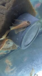 L 144 KIRMIZI GÖZ ALBINO TÜL KUYRUK 4-5 CM 2 ADET GÖBDERİLİR - Görsel 3