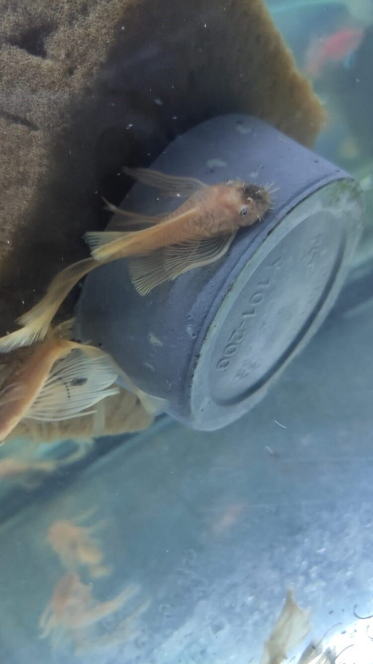 L 144 KIRMIZI GÖZ  ALBINO TÜL KUYRUK 4-5 CM 2 ADET GÖBDERİLİR - Görsel 3