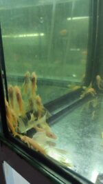 L 144 KIRMIZI GÖZ ALBINO TÜL KUYRUK 4-5 CM 2 ADET GÖBDERİLİR