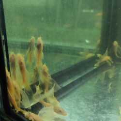 L 144 KIRMIZI GÖZ ALBINO TÜL KUYRUK 4-5 CM 2 ADET GÖBDERİLİR