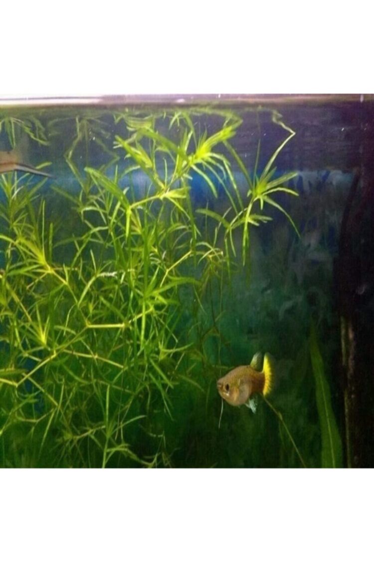 1f920e03ffd74c6d8f2e531f7a5f9e65.jpg Najas Guadalupensis 15  Adet  10 cm civarında Lepistes Otu Guppy Grass - Görsel 2