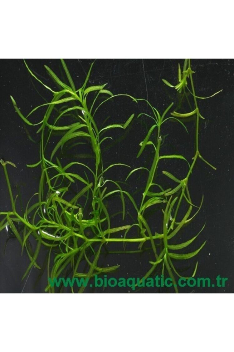 442dc0fed1aa44a0a5c16ae27bcf348f.jpg Najas Guadalupensis 15  Adet  10 cm civarında Lepistes Otu Guppy Grass - Görsel 6