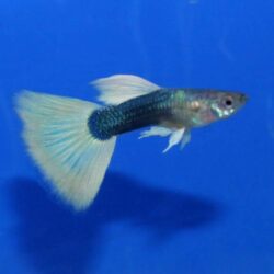 HALF BLACK PASTEL LEPİSTES DAMIZLIK 2 ÇİFT OLARAKGÖNDERİLİR