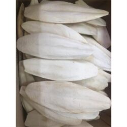 KALAMAR  Mürekkep Bal.kemiği (kalamar) 10-13 cm ARASI IKI ADET GÖNDERİLİR