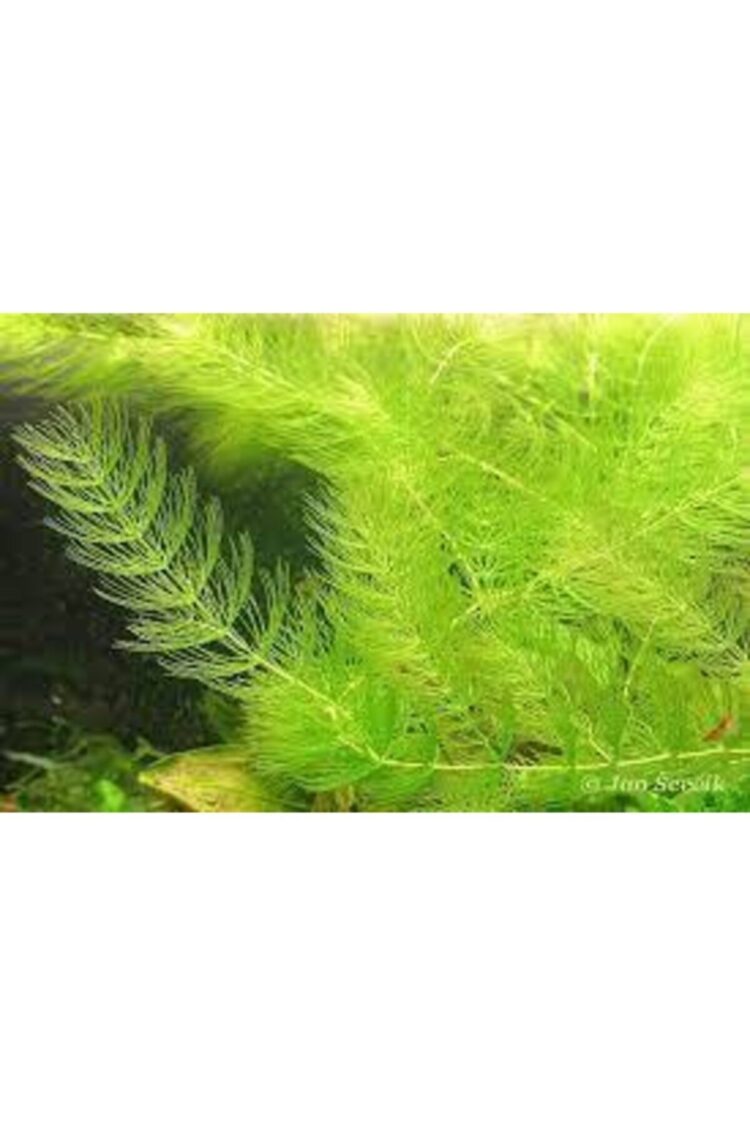 a475d949bc9f40deb6ccf749bb18b826.jpg Najas Guadalupensis 15  Adet  10 cm civarında Lepistes Otu Guppy Grass - Görsel 3