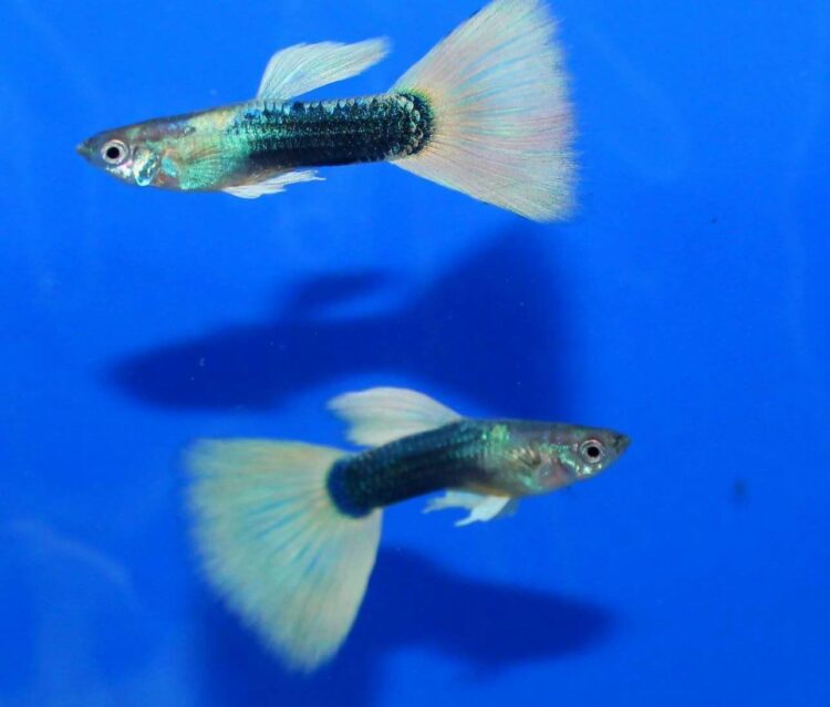 HALF BLACK PASTEL LEPİSTES DAMIZLIK 2 ÇİFT OLARAKGÖNDERİLİR - Görsel 2