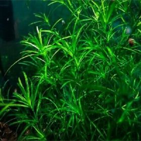 Najas Guadalupensis 15  Adet  10 cm civarında Lepistes Otu Guppy Grass
