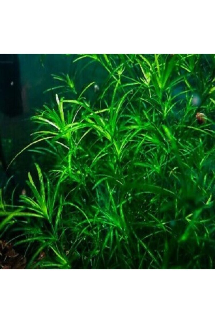 Najas Guadalupensis 15  Adet  10 cm civarında Lepistes Otu Guppy Grass - Görsel 1