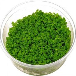 Sakura 140 cc In Vitro Micranthemum Monte Carlo