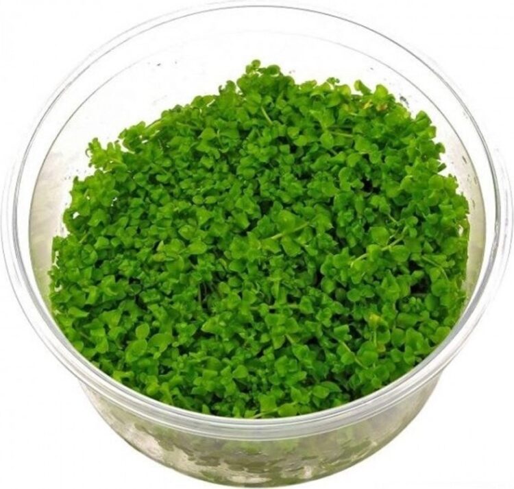 Sakura 140 cc In Vitro Micranthemum Monte Carlo - Görsel 1
