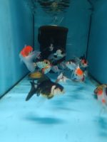 ORANDA PANDA,BLACK ORANGE,REDCAP JAPONLAR 5-7 CM  2 ADET  gönderim yapılır - Görsel 3